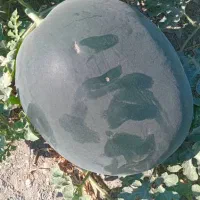 هندوانه نو سیاه ساکاتا بیضی شب یلدا|خوردنی و آشامیدنی|میناب, |دیوار