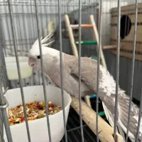 ی جفت عروس البینو ودوکت|پرنده|نسیم‌شهر, |دیوار