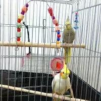 عروس هلندی جفت سخنگو|پرنده|کرج, باغستان|دیوار