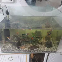 اکواریوم وماهی