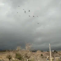 کفتر پرشی شهرستان|پرنده|رضویه, |دیوار