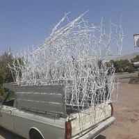 تولید شاخگوزنی آزادگان