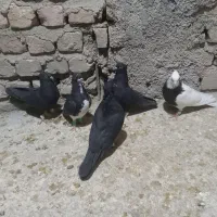 سیاه بهبانی و طوقی و شهری سیاه|پرنده|مرودشت, ابوذر جنوبی|دیوار