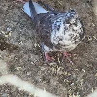 کبوتر پرشی|پرنده|قیدار, |دیوار