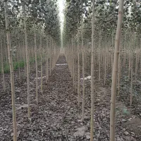 موجودی محدود نهال صنوبـر مرغوب همین حالا سفارش بده|خدمات باغبانی و درختکاری|اصفهان, سیچان|دیوار