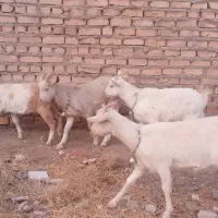 چهار راس بزغاله سانن اصیل ازمادران پرشیر|حیوانات مزرعه|تایباد, |دیوار