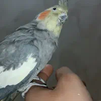 عروس هلندی ماده مست مست