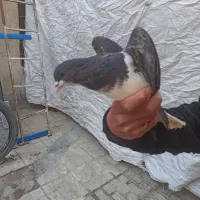 معاوضه رنگه با المانی|پرنده|مشهد, ایثار|دیوار