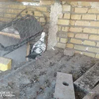 ماده دم سیاه سینه تخت جوان|پرنده|شیراز, زرهی|دیوار