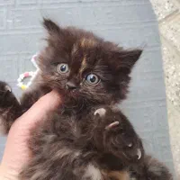 بچه گربه اسکاتیش پرشین
