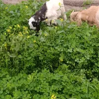 دو عدد بیگ نر افغانی