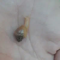 بچه حلزون آچاتینا