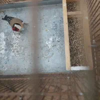 سهره نر|پرنده|رباطکریم, الارد|دیوار