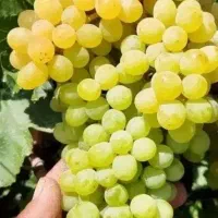 کارگر باغ مو بری و اسبار هستیم