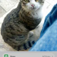 گربه ماده دستی