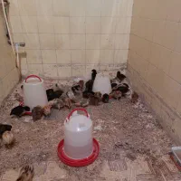 جوجه مرغ|حیوانات مزرعه|فردوس (خراسان), |دیوار