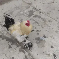 خروس|حیوانات مزرعه|نسیم‌شهر, |دیوار