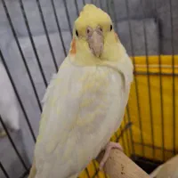 جوجه عروس هلندی|پرنده|قدس, شهرقدس|دیوار