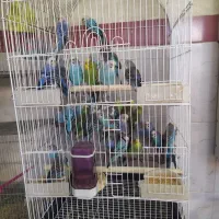 دهکده پرندگان