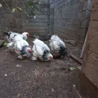 مرغ خروس برهما|حیوانات مزرعه|لاهیجان, لیالستان|دیوار