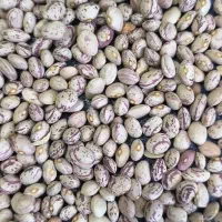 لوبیا چیتی برداشت امسال