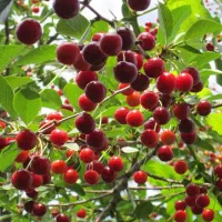 فروش نهال آلبالو گیسی سراب،تضمین 5ساله