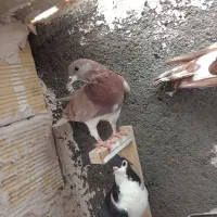 کفتر|پرنده|مشهد, هنرور|دیوار