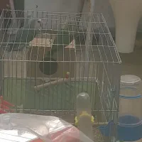 طوطی برزیلی|پرنده|مسجد سلیمان, |دیوار