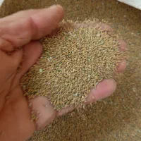 فروشتخماسپست