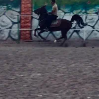 اسب دره شوری