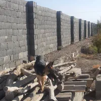 سگ ژرمن اصل