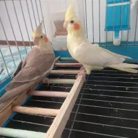 عروس هلندی|پرنده|تهران, پیکان شهر|دیوار