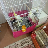 عروس هلندی لوتینوفکر کنم همشون نر|پرنده|اردبیل, |دیوار