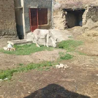 الاغ ماده گله ای