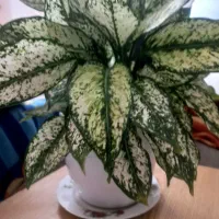 گل طبیعی با گلدان سرامیکی سفید