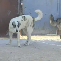 توله خراسانی