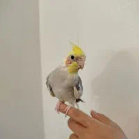 عروس هلندی نر