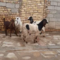 بزغاله پاکستانی (چپش)چند قلو زا|حیوانات مزرعه|هشتگرد, شهرک اقدسیه|دیوار