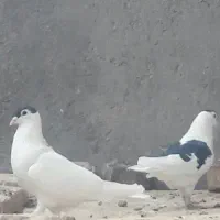 جفت خال کتف افغانی قلدور جفت نرهمچی تمام|پرنده|شهرآباد, |دیوار