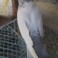 کبوتر کله دار