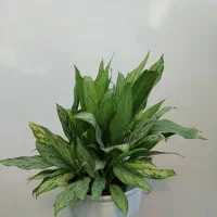 آگلونما رسمی