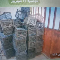 سبدجاگوجه۲۰۰عدد