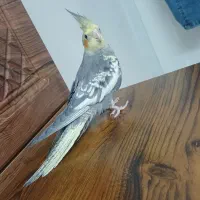 تبلت، عروس ‌هلندی ماده