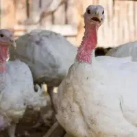 بوقلمون زنده ( تنظیم بازار )