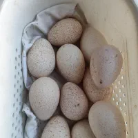 تخم نطفه دار بوقلمون