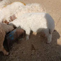 ۲۰ عدد بره درجه یک نر