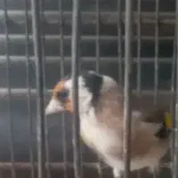 سهره ماده|پرنده|شهر ری, ظهیرآباد|دیوار