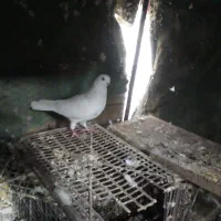 کبوتر پرشی|پرنده|اردکان, |دیوار