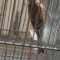 سهره قناری دهن ردی