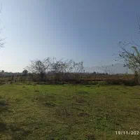 زمین-2300-متری-سند-تک-برگ